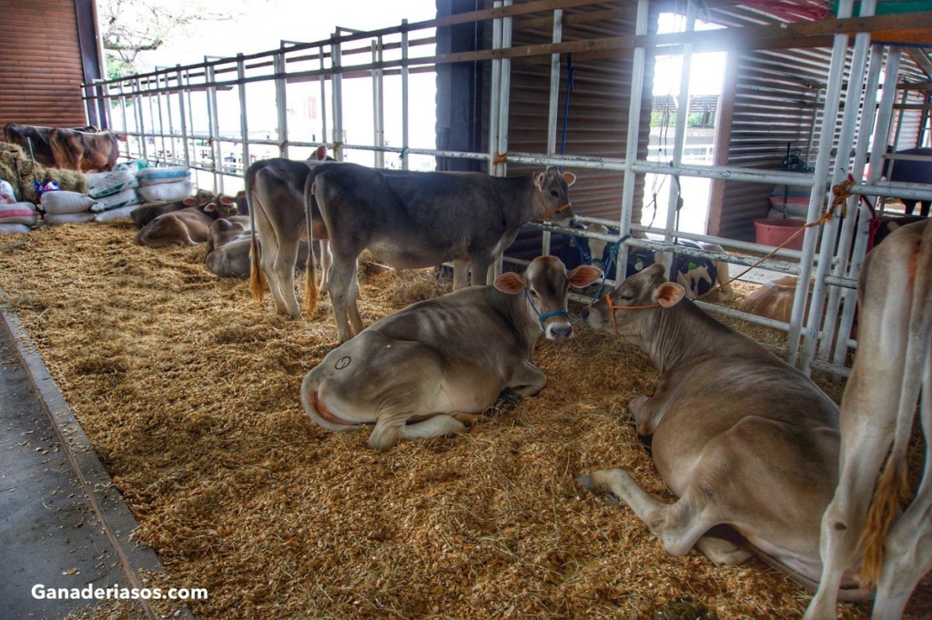 PRINCIPALES ENFERMEDADES METABÓLICAS