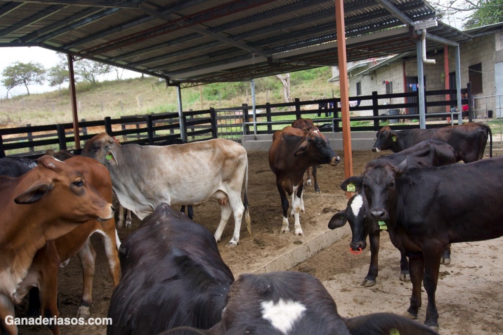 DIAGRAMA DE MANEJO EN GANADERÍAS