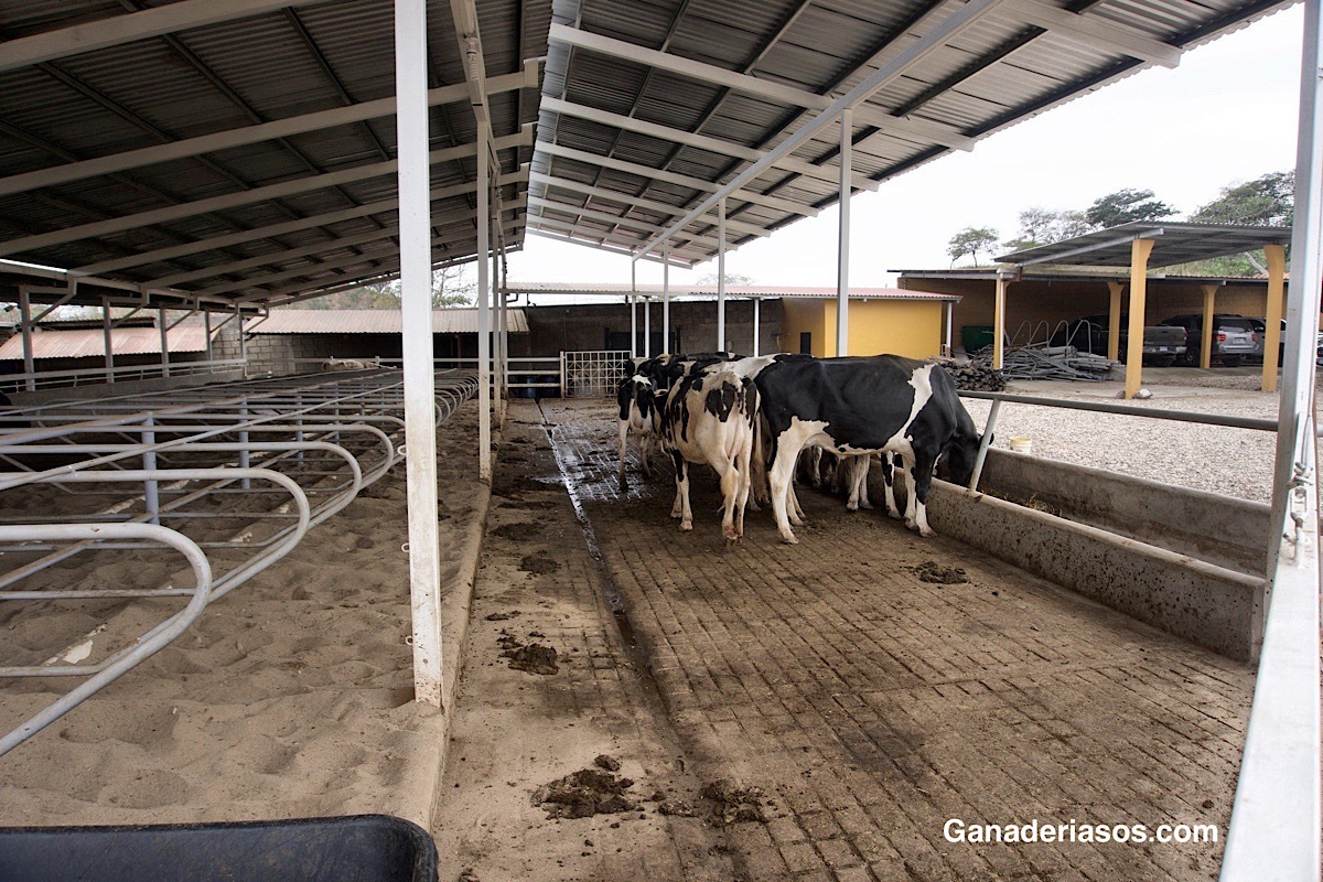 IMPORTANCIA DE COMPROMETERSE PROACTIVAMENTE CON LOS GANADEROS SOBRE EL CONTROL DE LA MASTITIS