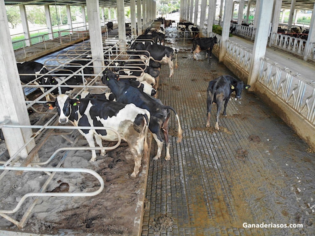 NITRÓGENO EN VACUNO&nbsp;LECHERO