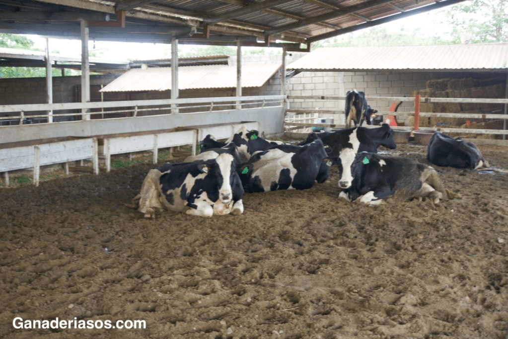 LA VACA FRESCA:&nbsp;CETOSIS