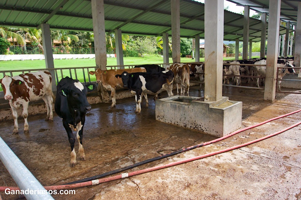 COLABORAR CON LOS GANADEROS PARA LOGRAR LOS MEJORES RESULTADOS DEL&nbsp;PARTO