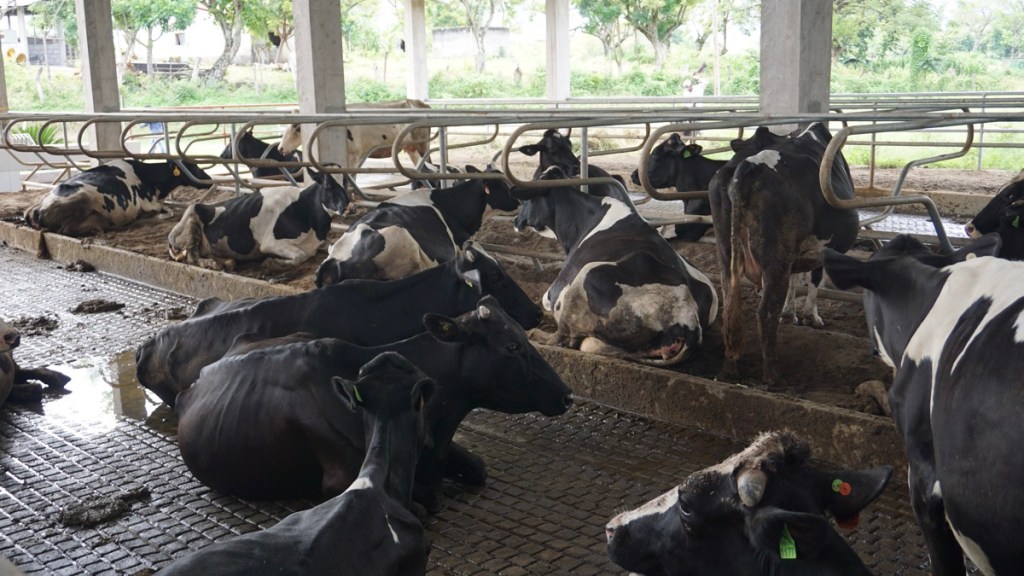 CONFORT DE LOS CUBÍCULOS DESDE EL PUNTO DE DE LAS&nbsp;VACAS