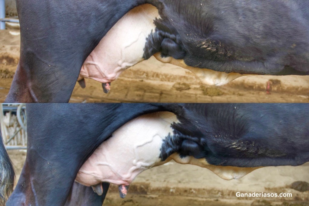 TRATAMIENTO VÍA INTRA CISTERNA DE GLÁNDULA MAMARIA CON AMIKACINA EN VACAS LACTANTES CON MASTITIS AGUDA