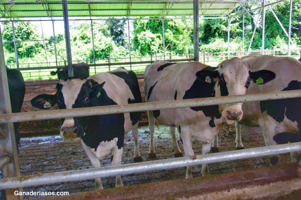 ¿QUÉ HAY EN UNA VACA SANA?