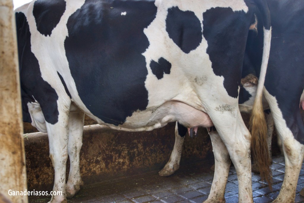 PRODUCTOS LÁCTEOS Y SU EFECTO FUNCIONAL EN LA MICROBIOTA INTESTINAL DEL HOMBRE (&nbsp;II)