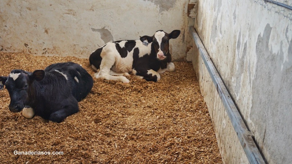 DIARREAS NEONATALES EN VACUNO: PREVENCIÓN Y&nbsp;MANEJO