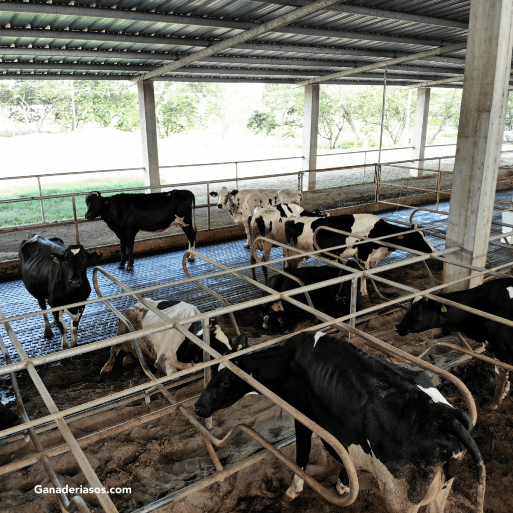 FACTORES DE GESTIÓN QUE AFECTAN EL RENDIMIENTO REPRODUCTIVO EN LAS&nbsp;VACAS.