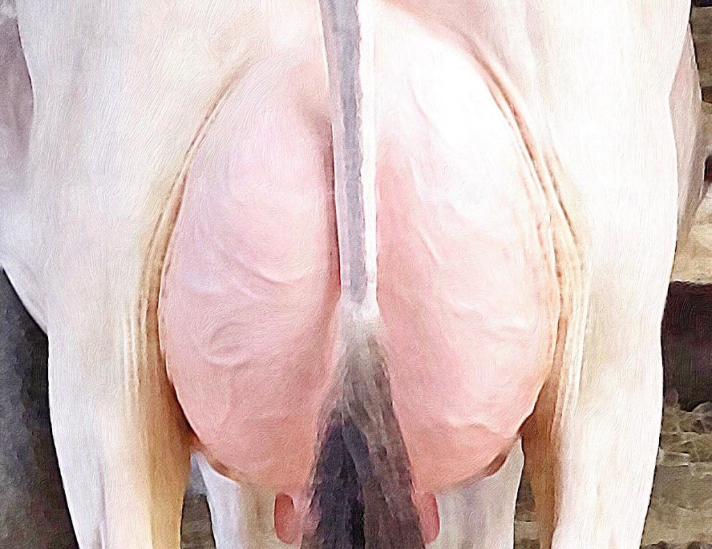 PREVENCIÓN Y CONTROL DE LOS TIPOS DE MASTITIS&nbsp;BOVINA