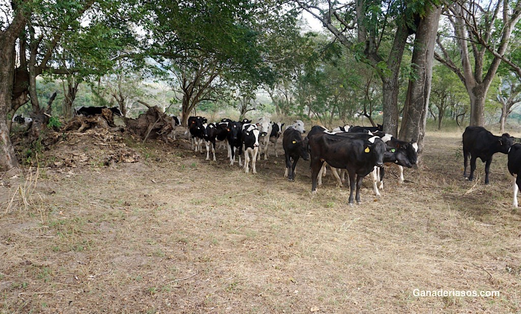 REDUCIR EL METANO: MÁS QUE UN CERTIFICADO, UNA&nbsp;OPORTUNIDAD