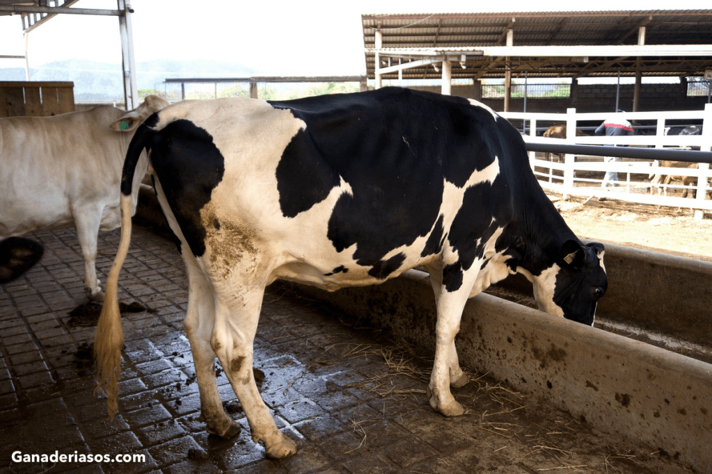 GESTIONAR LA SALUD INTESTINAL DE LOS&nbsp;RUMIANTES