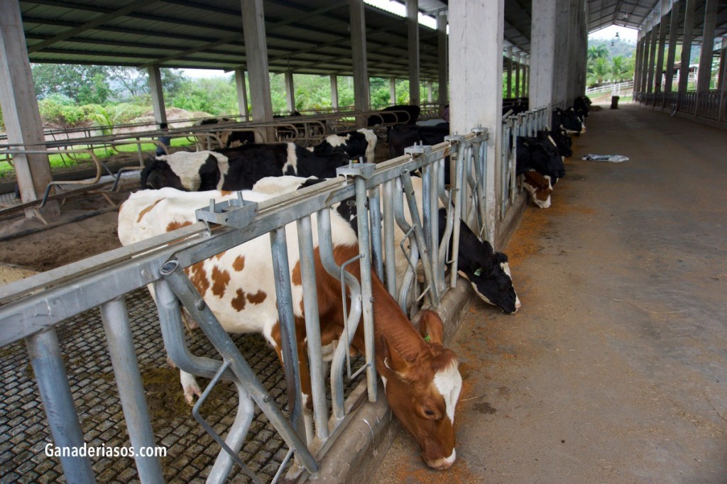 IMPACTO DEL CRECIMIENTO EN EL PERIODO PREDESTETE EN LA EDAD A PRIMERA INSEMINACIÓN Y EN LA PROBABILIDAD DE SUPERVIVENCIA A 500 Y 1.000 DÍAS EN NOVILLAS DE&nbsp;LECHE