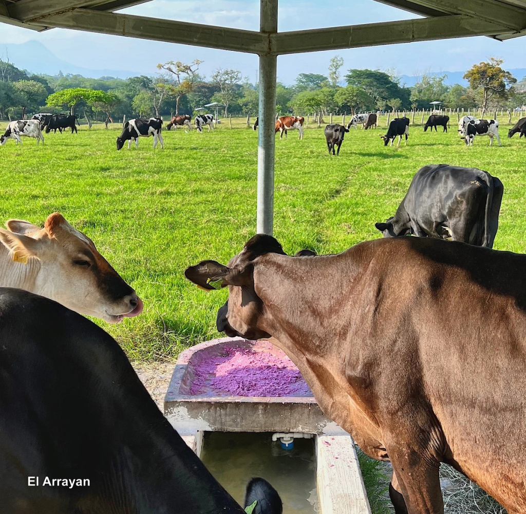 PERMITE QUE EL RUMEN HAGA EL TRABAJO&nbsp;PESADO