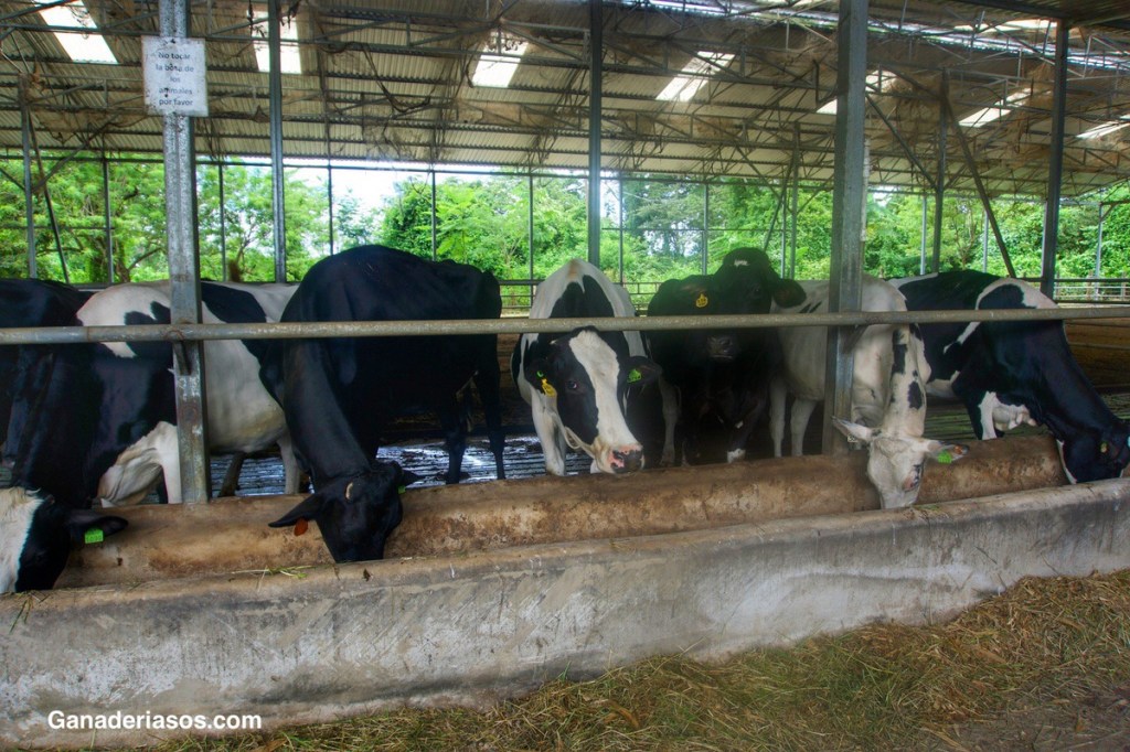 VARIOS ESTUDIOS DEMUESTRAN UN IMPORTANTE AUMENTO DE LA FERTILIDAD POR LA ADMINISTRACIÓN DE UNA SEGUNDA DOSIS DE&nbsp;PROSTAGLANDINA