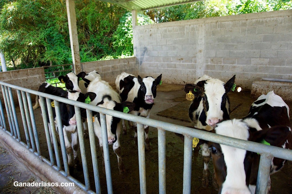 UNA NUEVA MIRADA A LA NUTRICIÓN DE TERNEROS DE LECHERÍA (PARTE&nbsp;2)