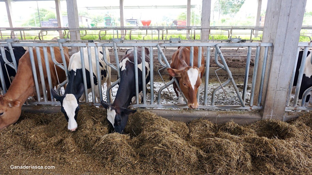 CIENCIA Y TECNOLOGÍA DE LA LECHE: COMPOSICIÓN Y&nbsp;CARACTERÍSTICAS