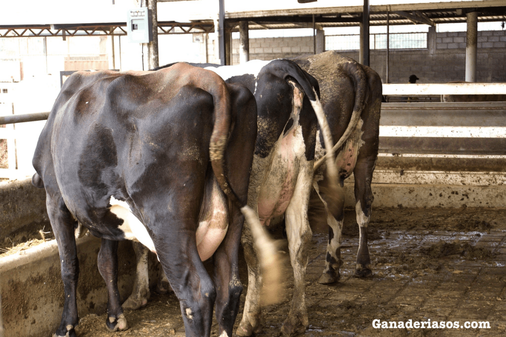 ¿ES HORA DE RECONSIDERAR LA VIDA ÚTIL DE LAS VACAS LECHERAS?