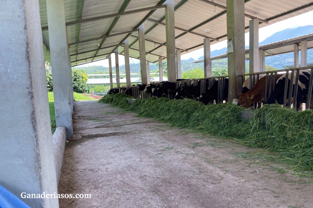 PERMITA QUE SUS REMPLAZOS LECHEROS EXHIBAN SU VERDADERA GENÉTICA PARA CRECER, REPRODUCIRSE Y LUEGO PRODUCIR&nbsp;LECHE.