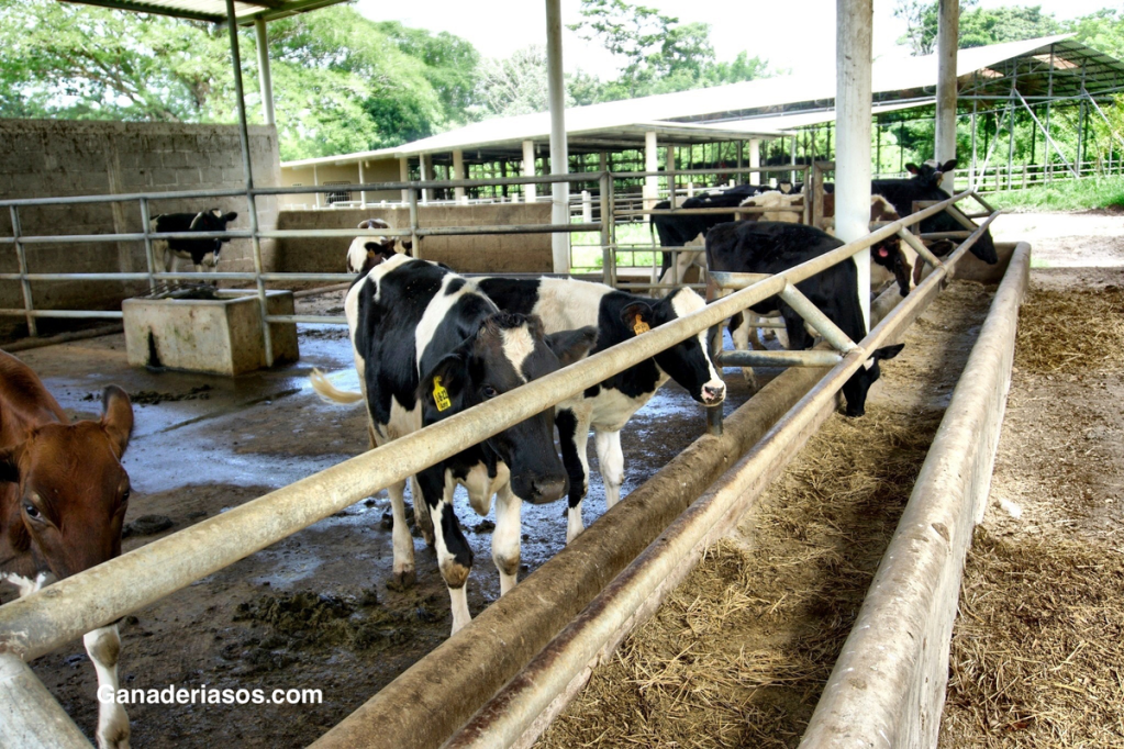 PRODUCCIÓN IN VITRO DE EMBRIONES SEXADOS, MEDIANTE ASPIRACIÓN DE OVOCITOS POR LAPAROSCOPÍA, A PARTIR DE BECERRAS DE 3 MESES DE&nbsp;EDAD