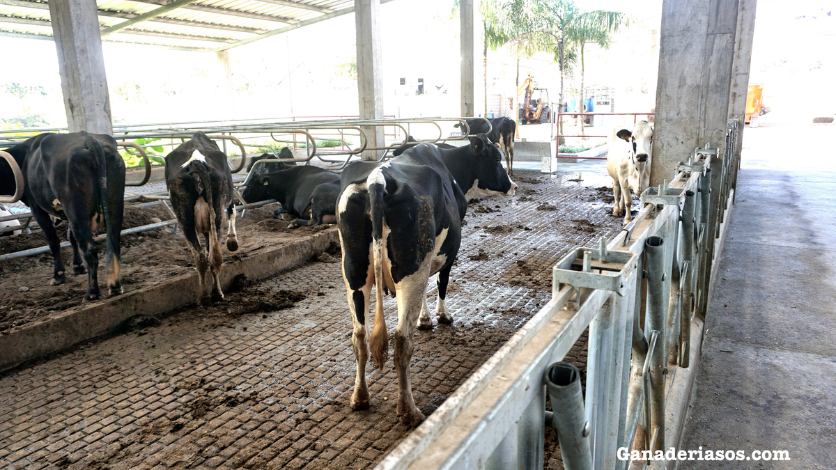 LA TUBERCULOSIS BOVINA EN INGLATERRA ALCANZA LOS NIVELES MÁS BAJOS EN 15 AÑOS