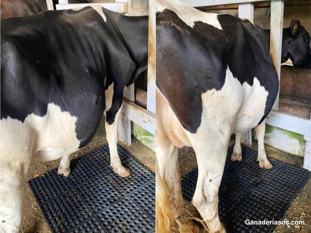 ¿QUÉ ANDA MAL CON MI GANADO? DESPLAZAMIENTO DEL&nbsp;ABOMASO