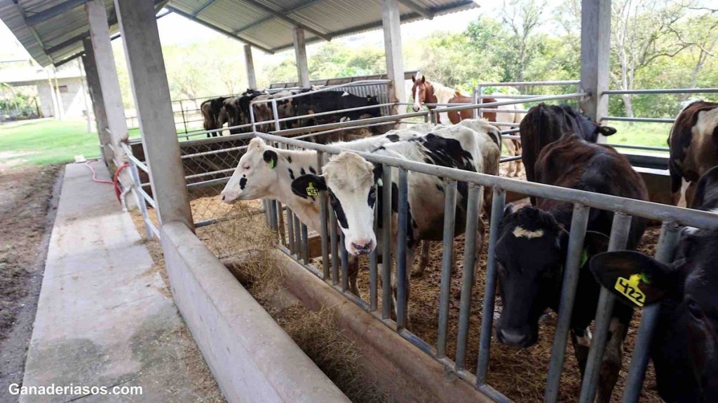 ÉXITO REPRODUCTIVO: UNA TRÍADA DE PERSONAS, VACAS Y&nbsp;CIENCIA