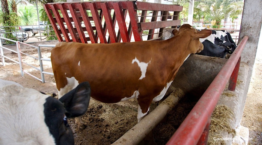 INSEMINACIÓN CON SEMEN SEXADO: EFECTO DEL HORARIO Y LUGAR DE&nbsp;DEPÓSITO