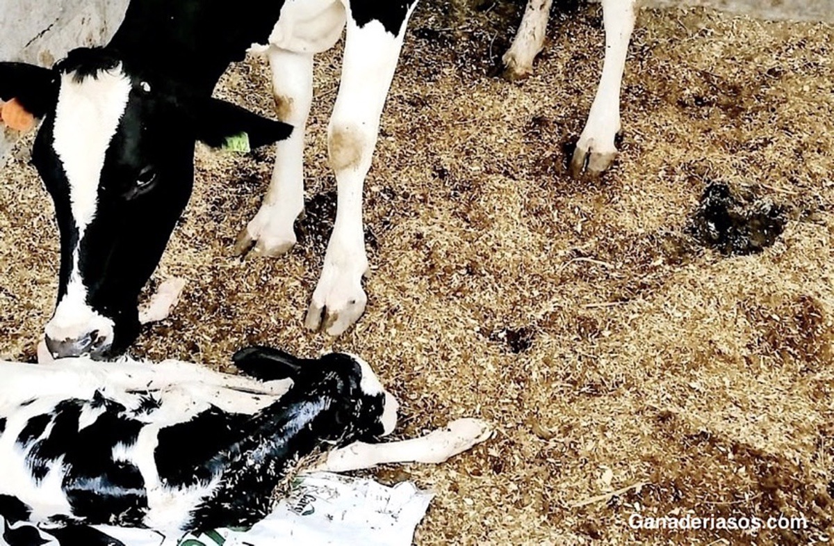 ALGUNOS CONSEJOS SOBRE CUÁNDO Y CÓMO REANIMAR AL TERNERO RECIÉN NACIDO
