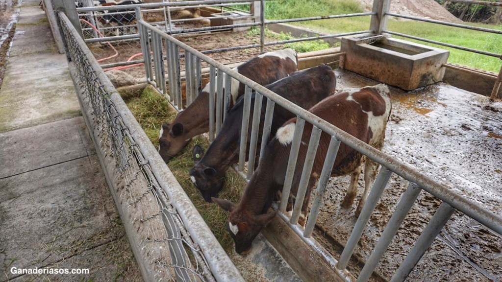 EL DWP$ PREDICE EL RENDIMIENTO A LO LARGO DE LA VIDA PRODUCTIVA DE UNA VACA DE&nbsp;LECHE