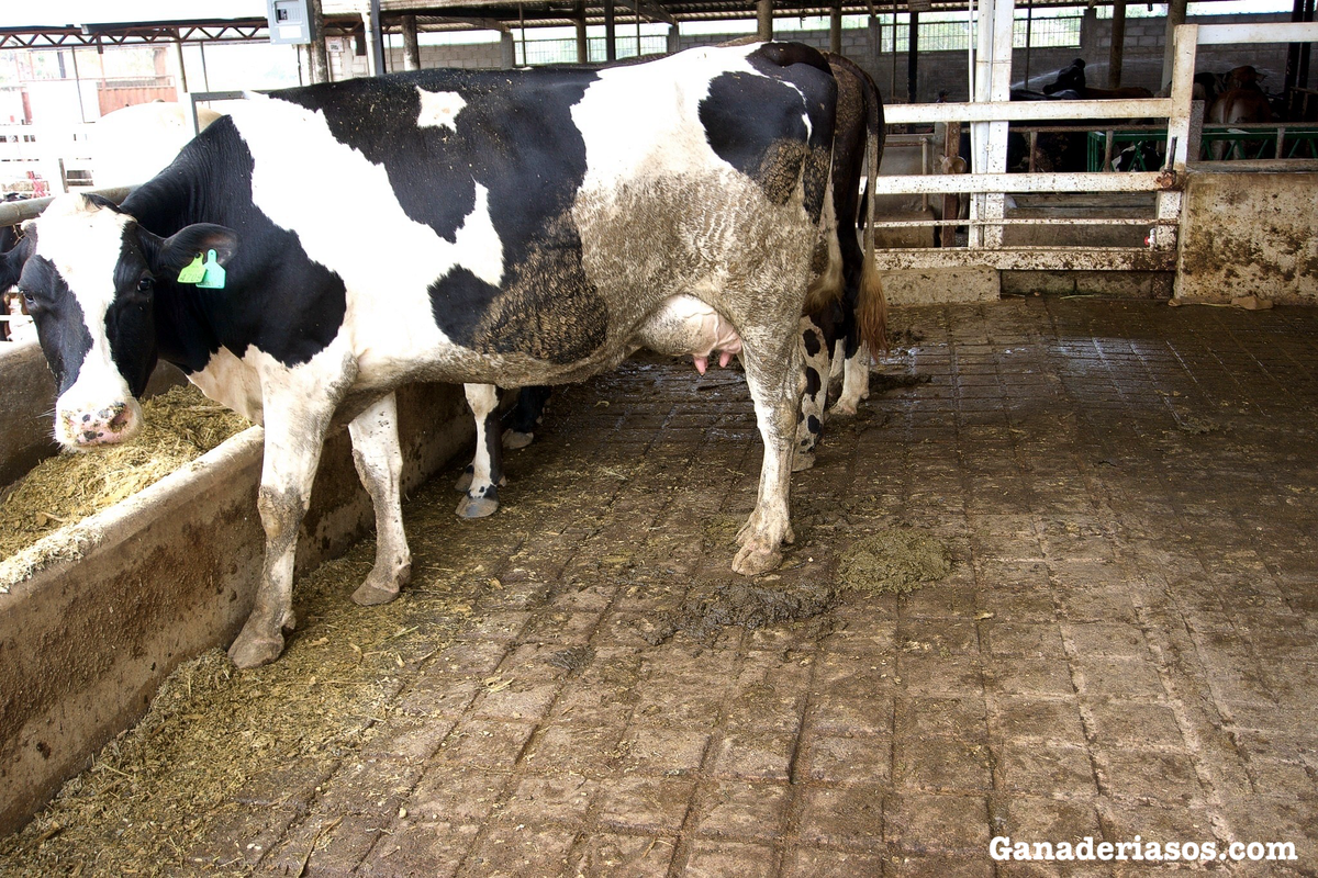 GUÍA PARA LA ALIMENTACIÓN Y NUTRICIÓN DEL GANADO LECHERO