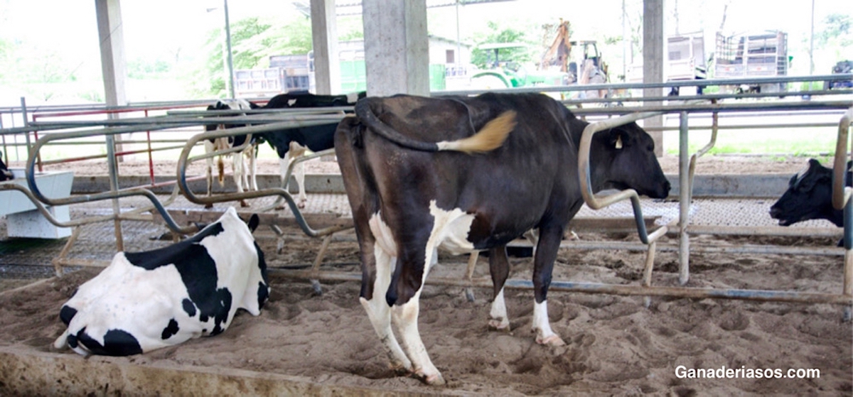 LA ALTA PRODUCCIÓN DE LECHE NO ES SINÓNIMO DE UNA MENOR FERTILIDAD EN CONDICIONES DE ESTRÉS POR CALOR