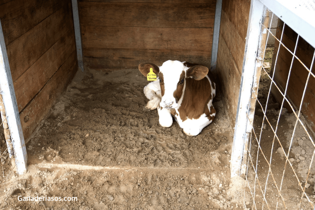 ¿CUÁNTA LECHE VENDIBLE SE PIERDE EN UN SISTEMA DE CONTACTO&nbsp;VACA-TERNERO?