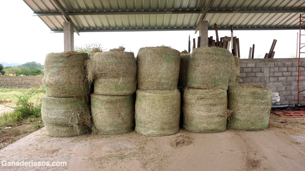 LA IMPORTANCIA DE LLEVAR A CABO UN ADECUADO BALANCE FORRAJERO EN EL&nbsp;PREDIO