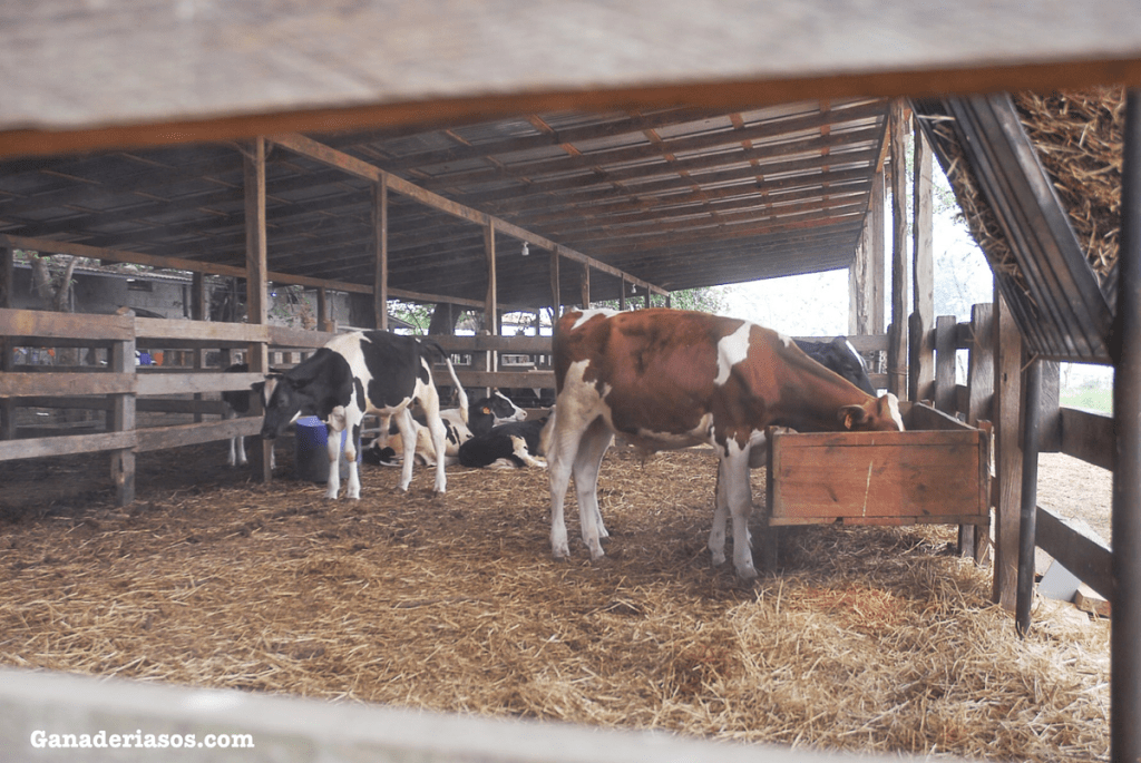 INVESTIGACIÓN DEL IMPACTO DE LA ACIDOSIS RUMINAL SUBAGUDA INDUCIDA POR PIENSOS EN TERNEROS&nbsp;JÓVENES