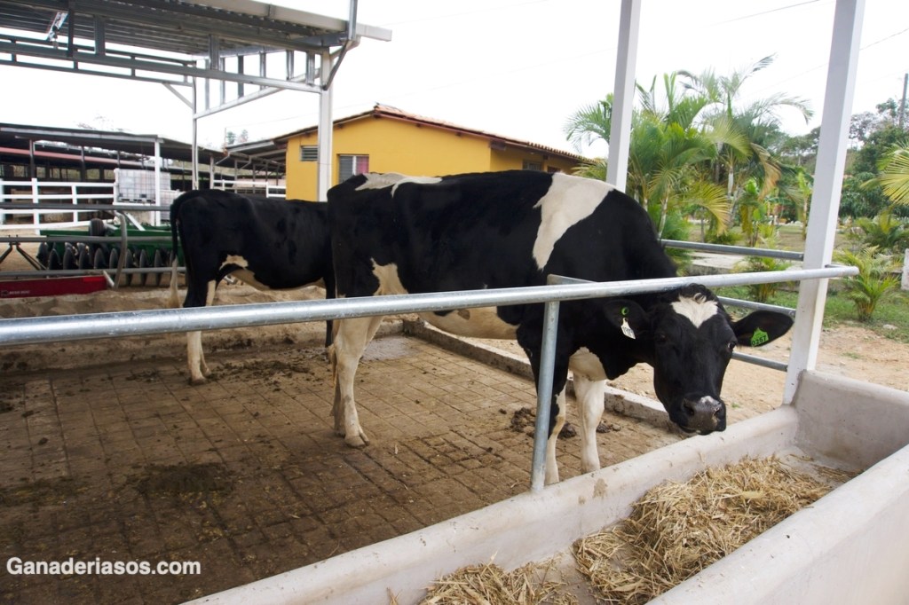 EDAD DEL GANADO SEGÚN SUS&nbsp;DIENTES