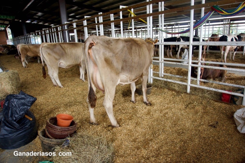 NUEVOS DATOS SOBRE LA RELACIÓN ENTRE HIPOCALCEMIA SUBCLÍNICA Y&nbsp;REPRODUCCIÓN