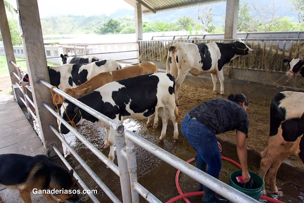 BIENESTAR LABORAL EN GRANJAS DE VACUNO&nbsp;LECHERO