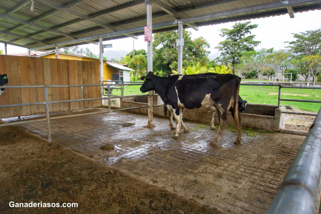 LA FIEBRE Q: UNA ENFERMEDAD ZOONÓTICA CON CONSECUENCIAS&nbsp;SUBESTIMADAS