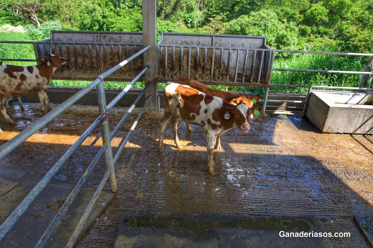 CRIANZA: OTRAS ENFERMEDADES QUE TENEMOS QUE SABER RECONOCER