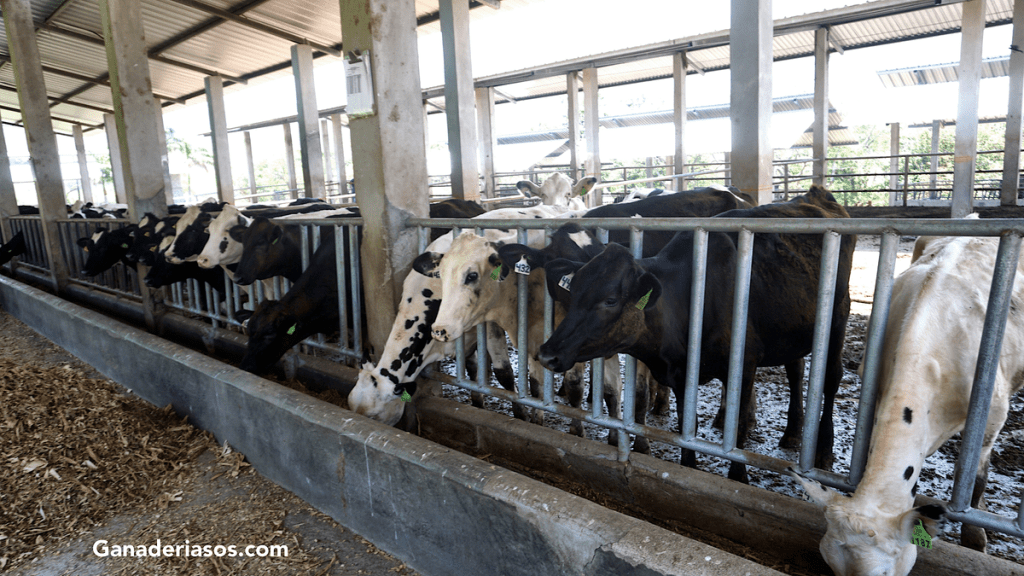 LAS MICOTOXINAS, UNAS VIEJAS CONOCIDAS EN LOS&nbsp;FORRAJES…