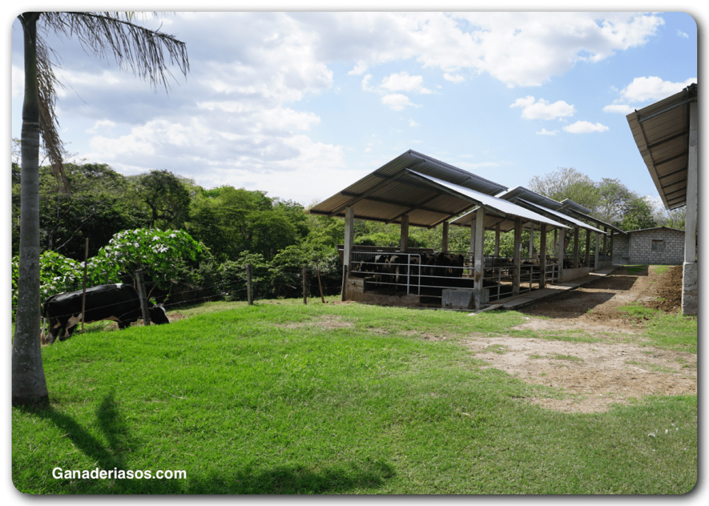 INSTALACIONES Y BIENESTAR EN LAS VACAS SECAS: SU INFLUENCIA EN LA&nbsp;PRODUCCIÓN