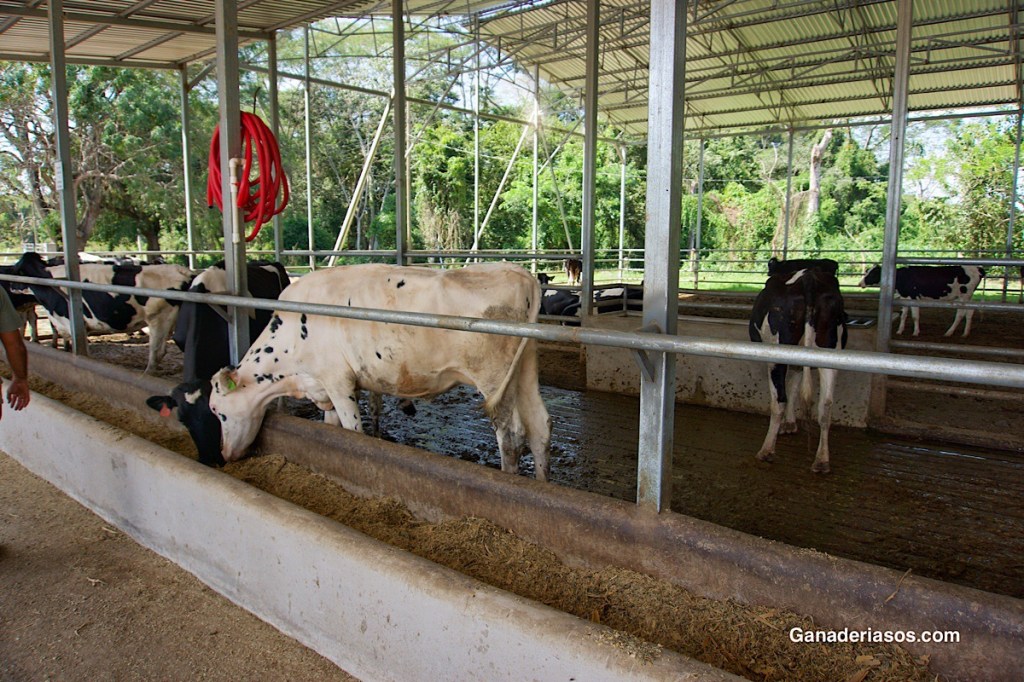 CÓMO CREAR SU REBAÑO&nbsp;PERFECTO