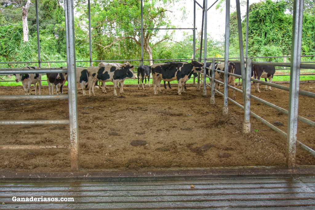 GESTIÓN DE DATOS EN GRANJAS DE VACUNO DE LECHE Y “MANEJO REPRODUCTIVO DIRIGIDO”, UN NUEVO CONCEPTO EN&nbsp;REPRODUCCIÓN