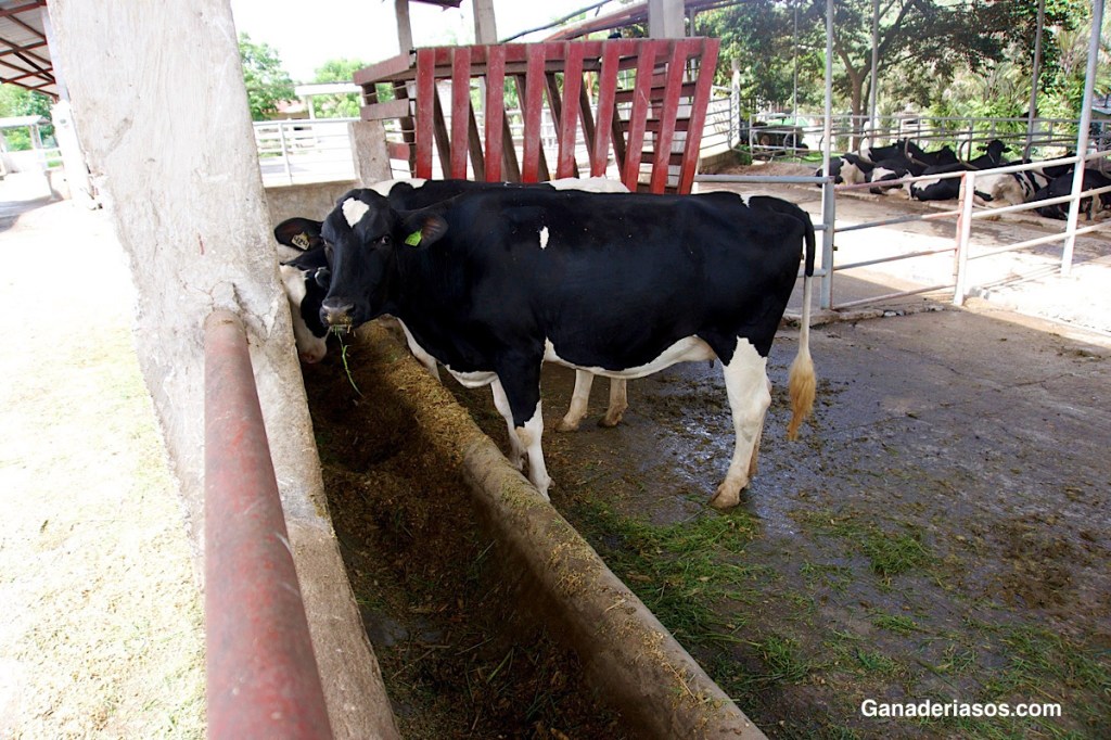 EL EXCESO DE GRASA ABDOMINAL TIENE UN COMPONENTE&nbsp;GENÉTICO