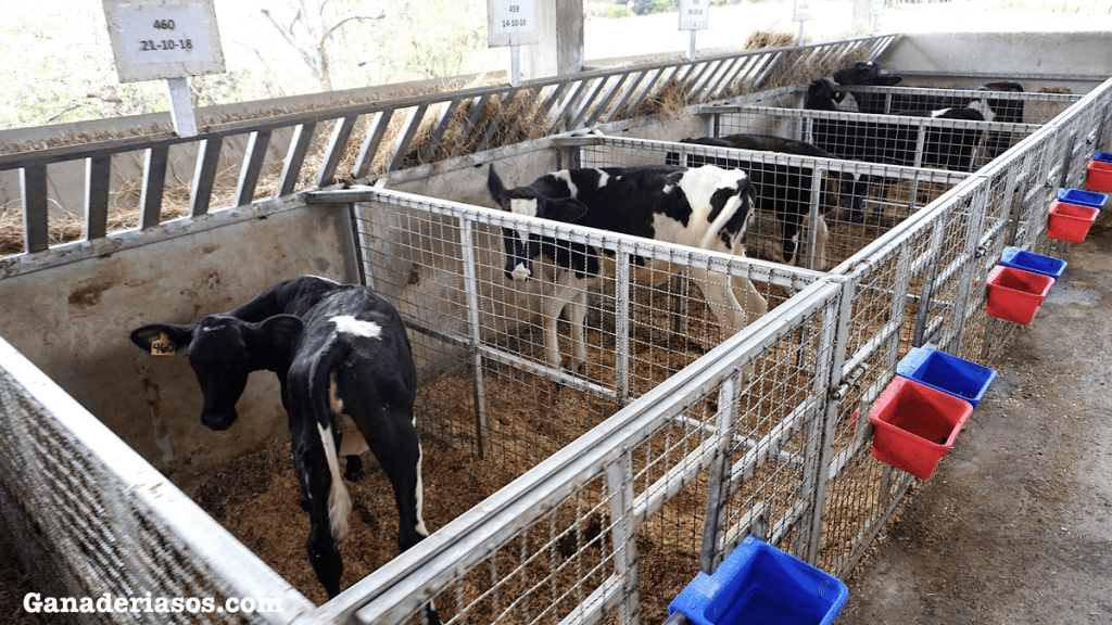 TRANSFERENCIA PASIVA DE INMUNIDAD Y SU IMPACTO EN LA SALUD DE LOS&nbsp;TERNEROS