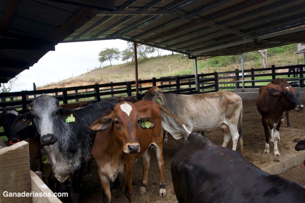 ESTRÉS POR CALOR UN PROBLEMA RECURRENTE CADA AÑO