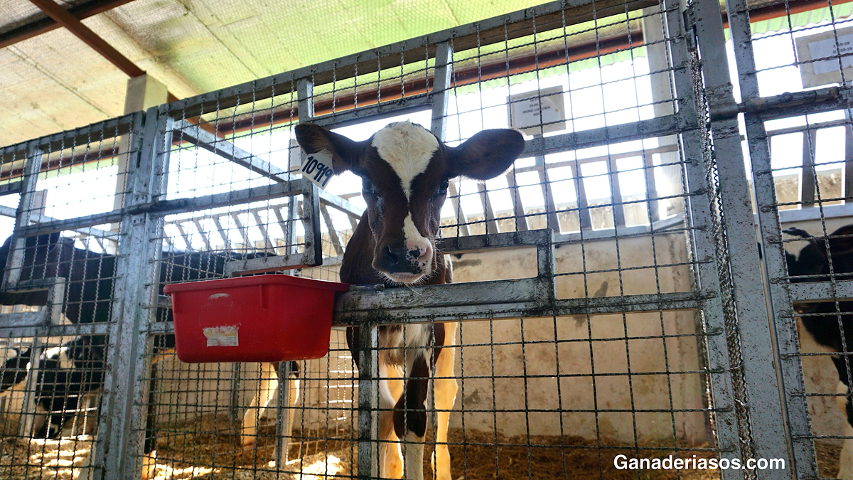 CÓMO CRIAR UN TERNERO SALUDABLE