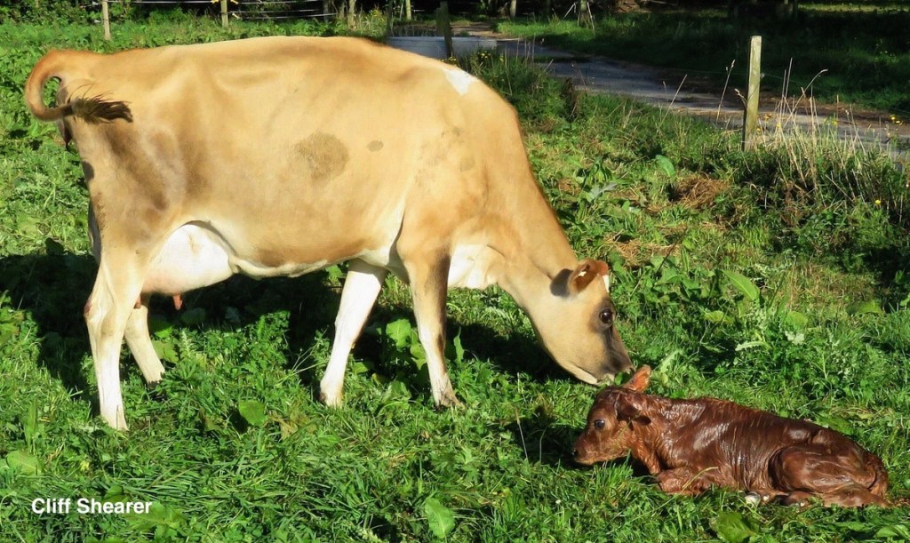 MANEJO DEL PARTO EN BOVINOS, UN PUNTO CRÍTICO EN LA VIDA PRODUCTIVA DE LA VACA Y LA&nbsp;BECERRA