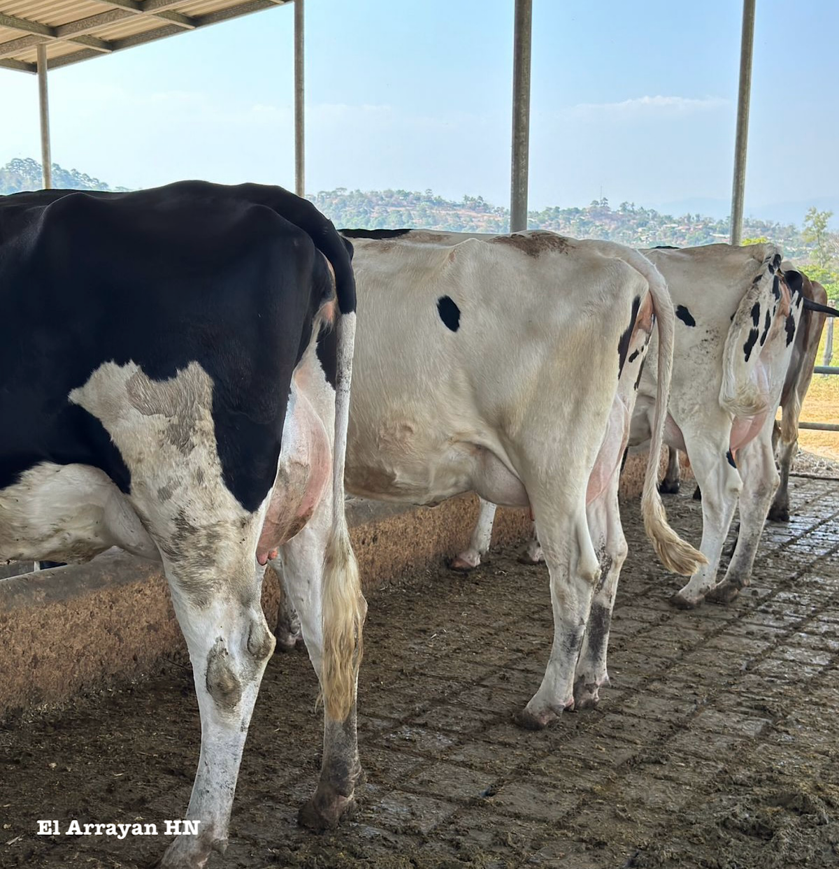 «LAS VACAS TAMBIÉN TIENEN PERSONALIDADES»