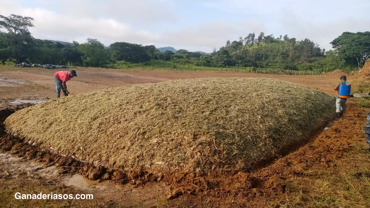 ESTRATEGIAS EFECTIVAS PARA OPTIMIZAR LA CALIDAD DEL ENSILAJE